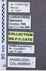 Etikette zu Ludioschema fastuosum (NHMW-ZOO-COL-0008824)